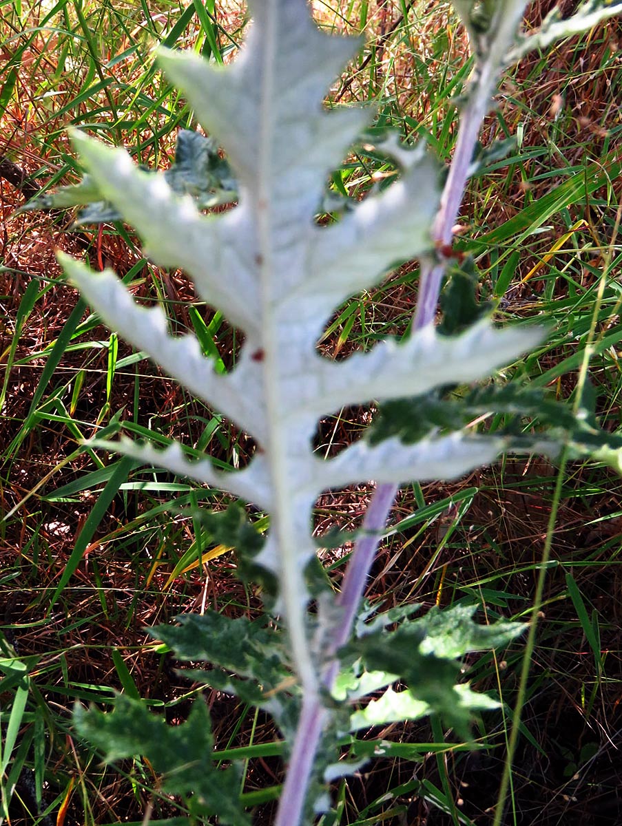Berkheya bipinnatifida subsp. echinopsoides var. echinopsoides