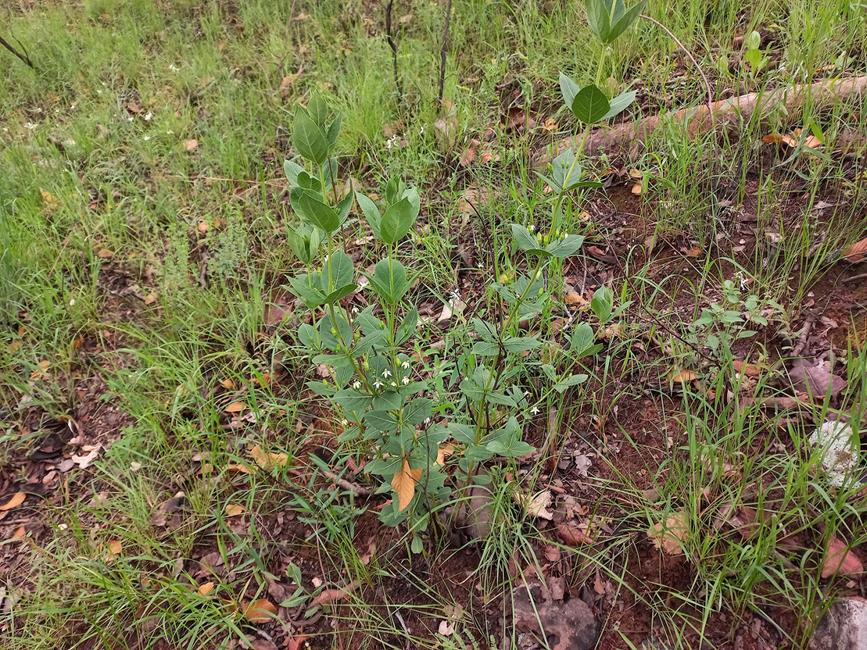 Fadogia triphylla var. georgii