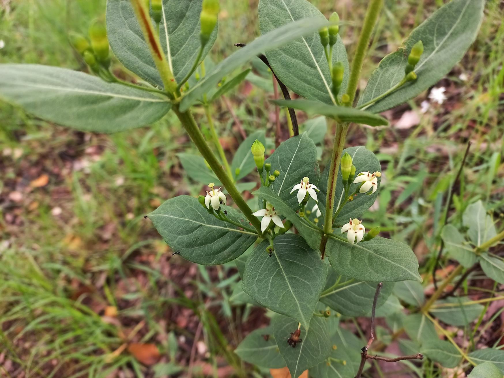 Fadogia triphylla var. georgii