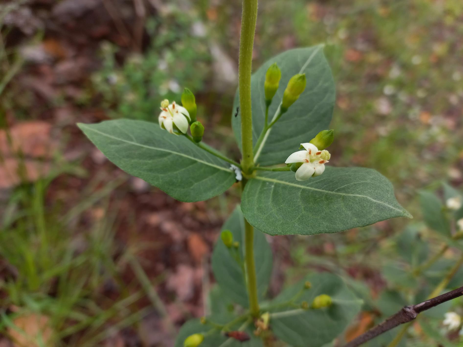 Fadogia triphylla var. georgii