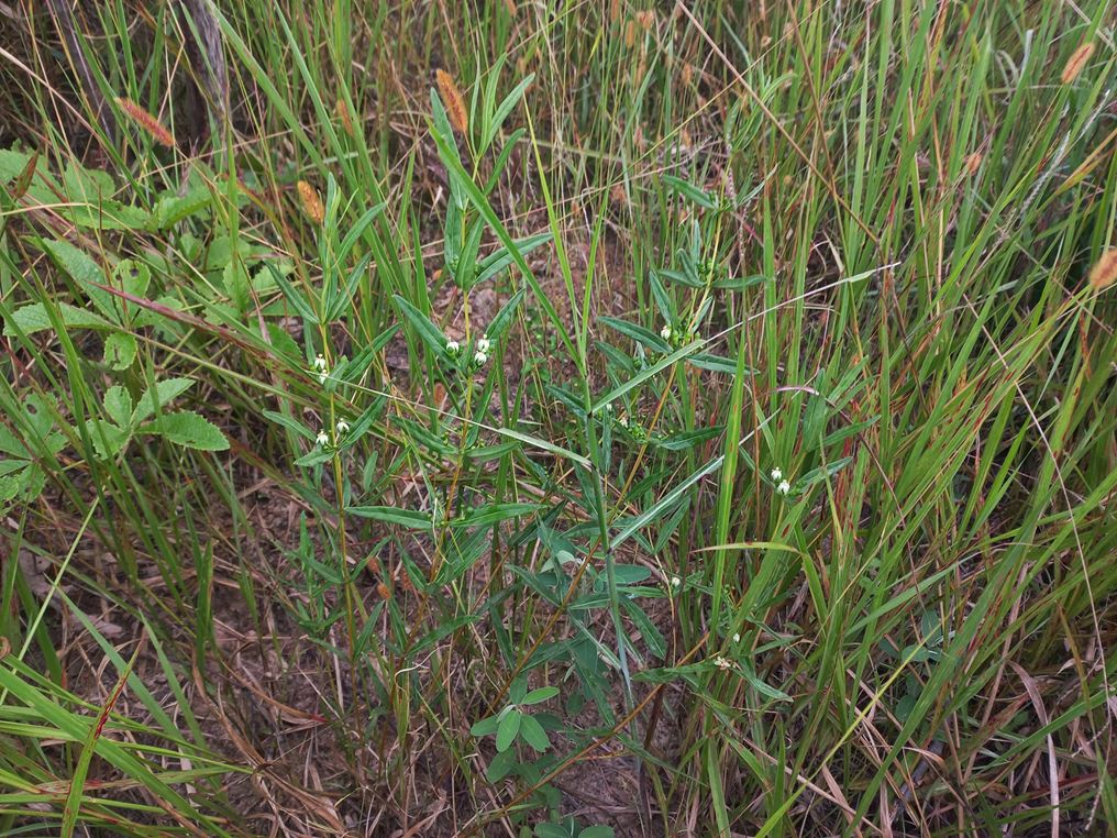Fadogia triphylla var. gracilifolia Fadogia triphylla var. gracilifolia
