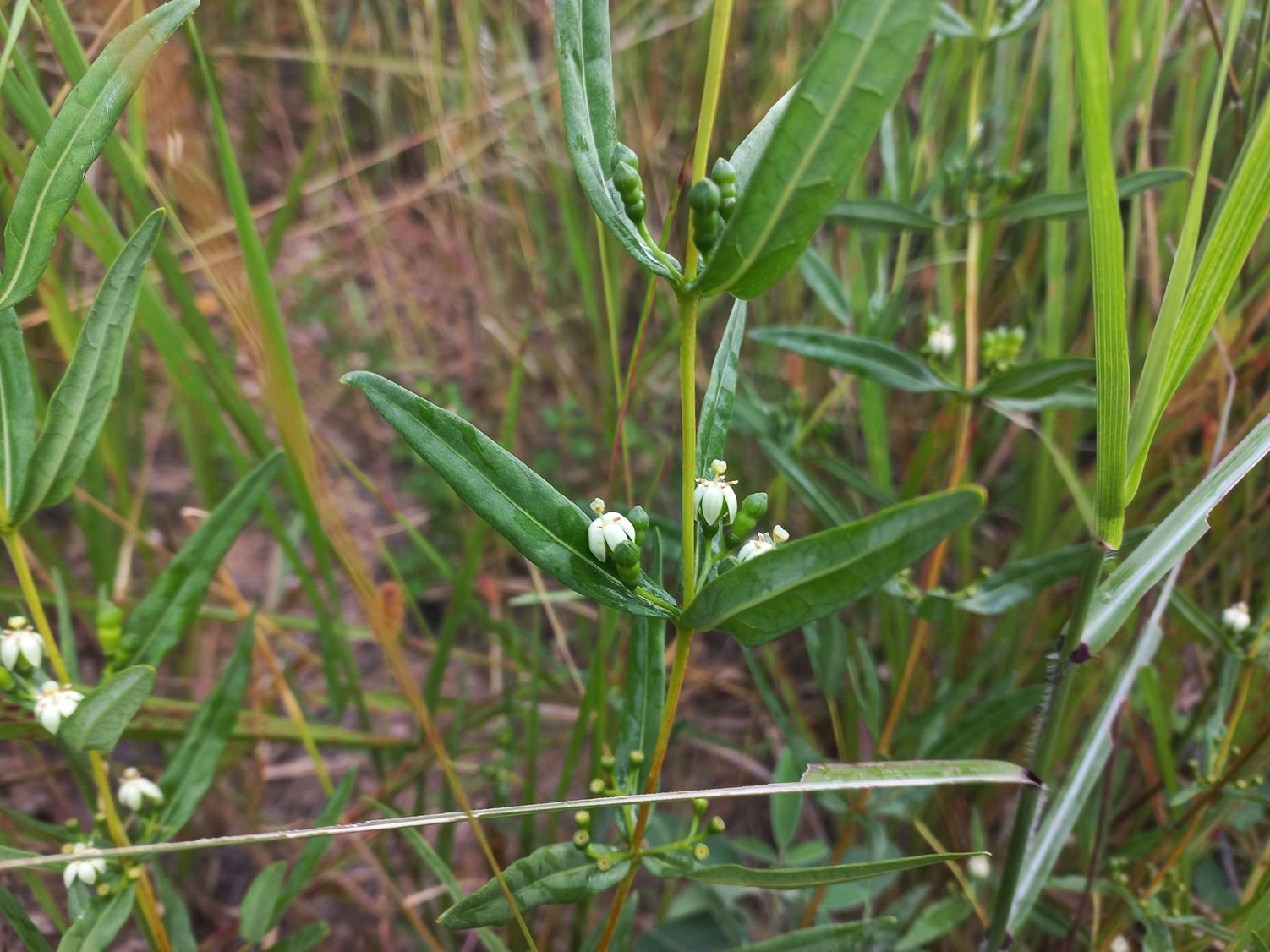 Fadogia triphylla var. gracilifolia Fadogia triphylla var. gracilifolia