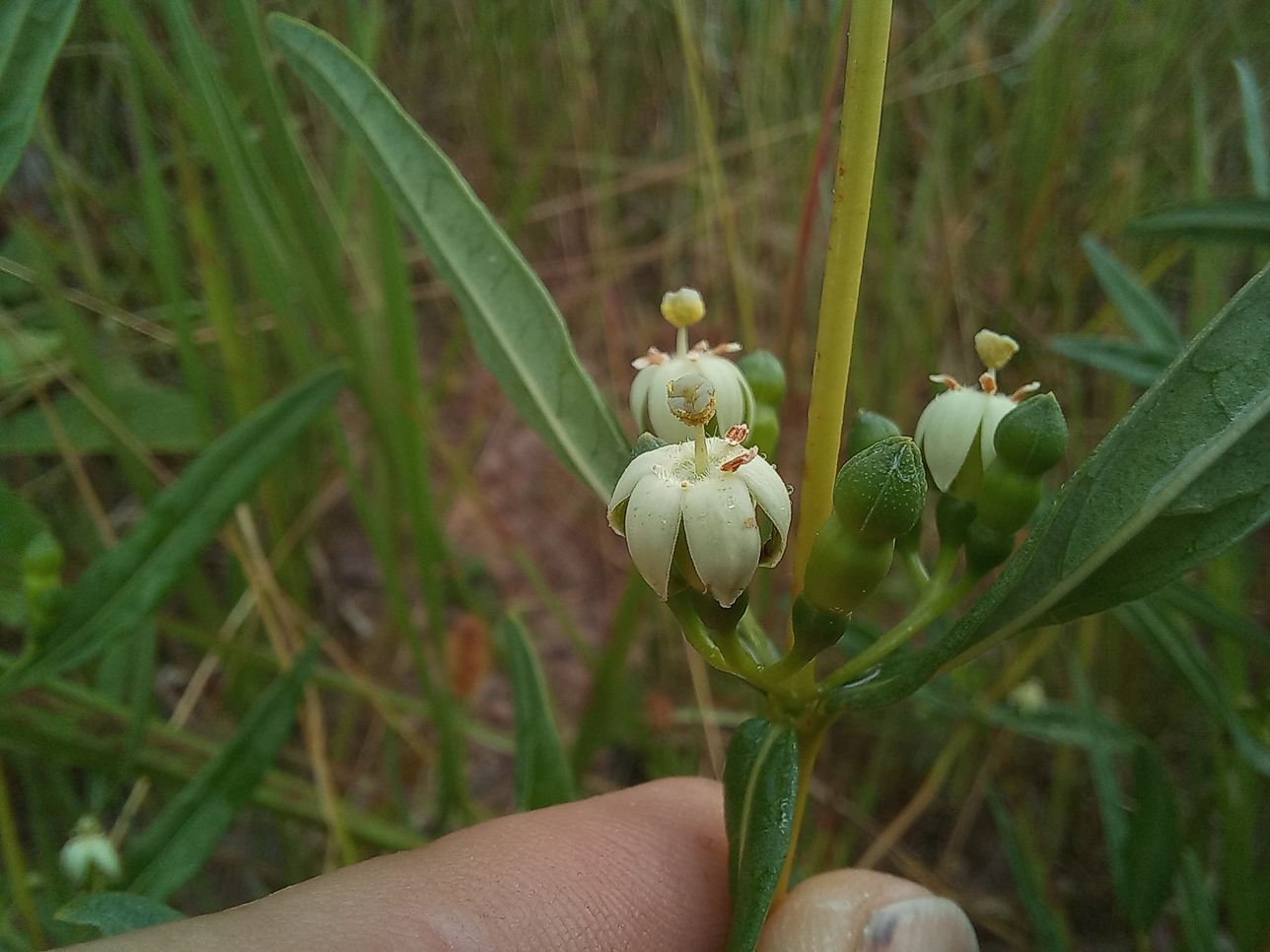 Fadogia triphylla var. gracilifolia Fadogia triphylla var. gracilifolia