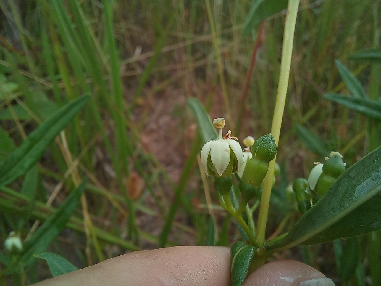 Fadogia triphylla var. gracilifolia Fadogia triphylla var. gracilifolia