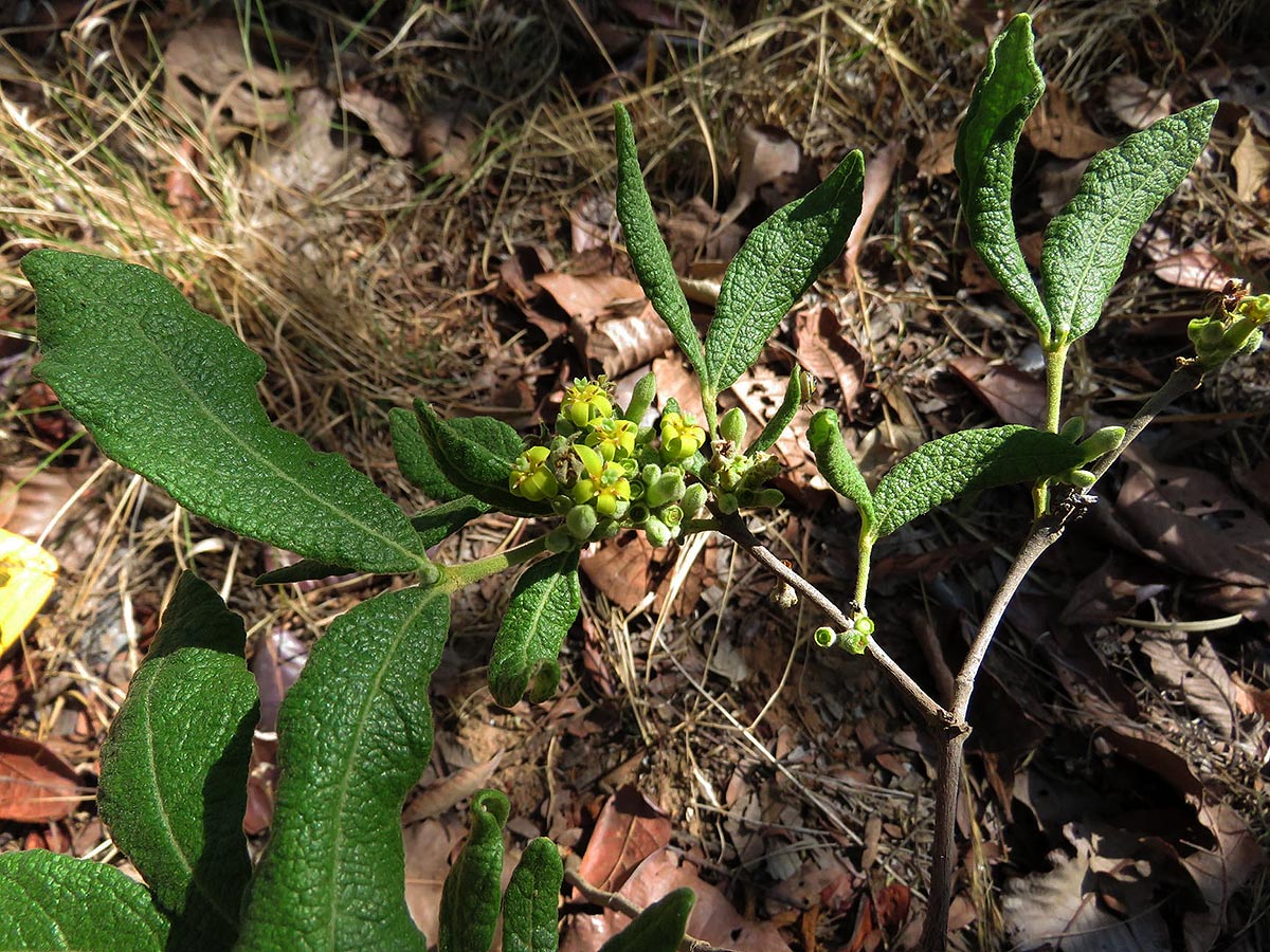 Fadogiella stigmatoloba