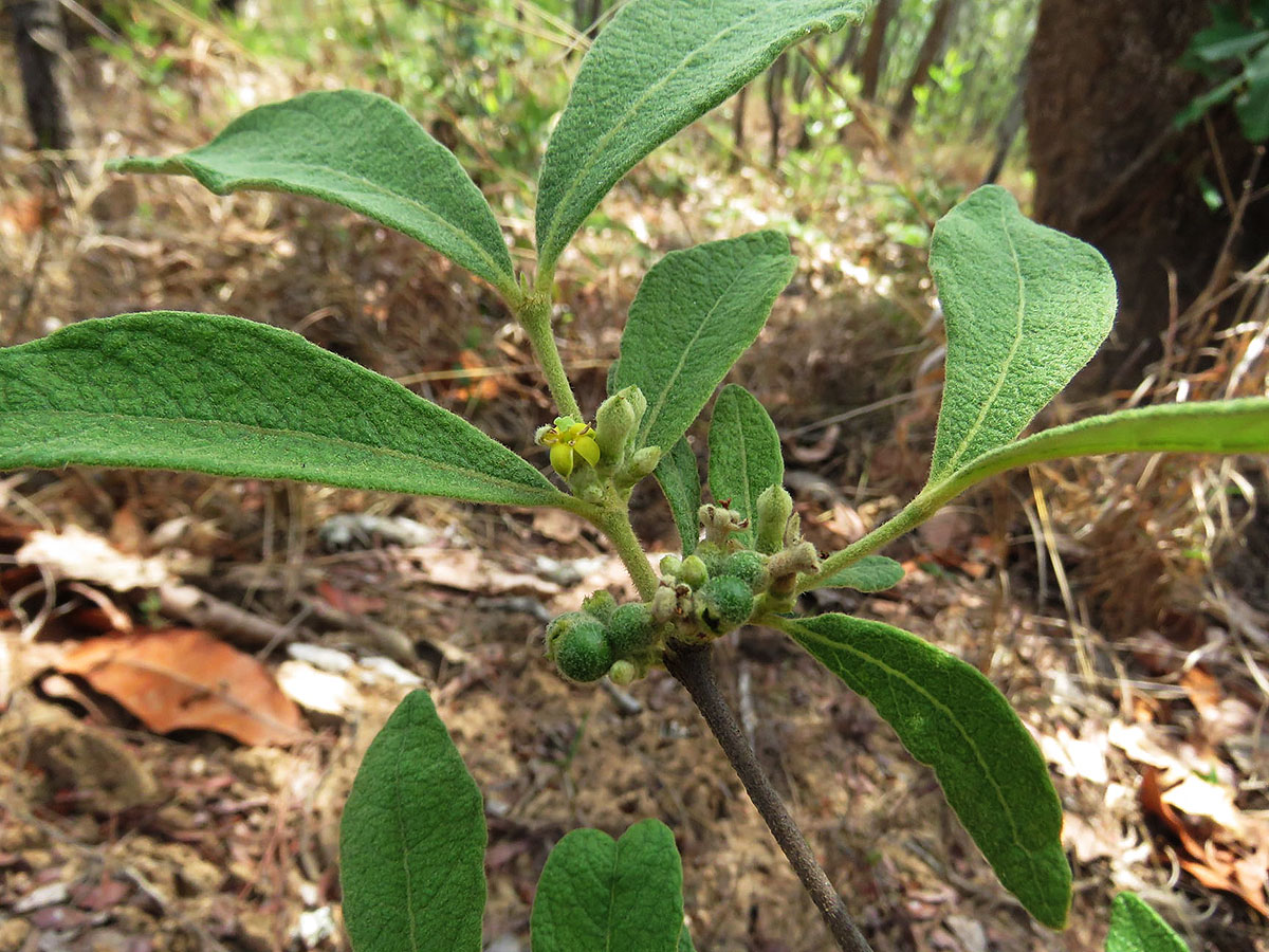 Fadogiella stigmatoloba