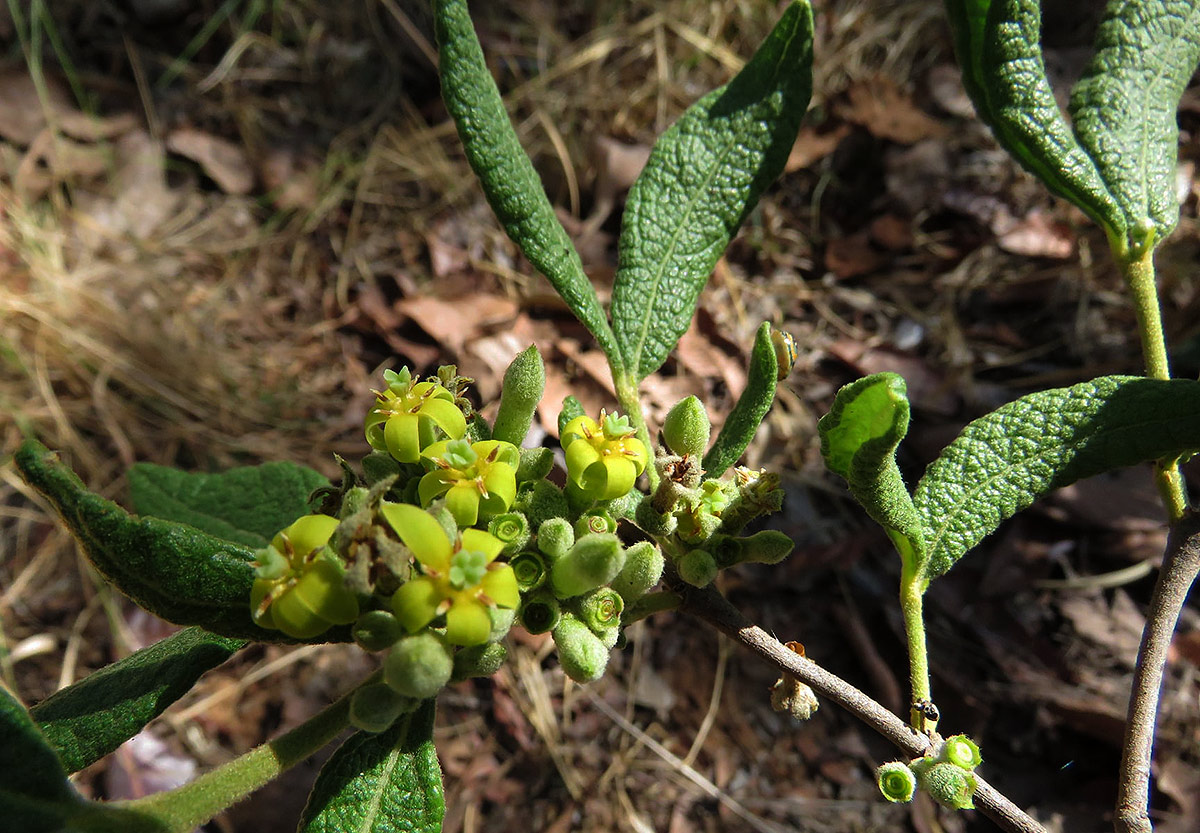 Fadogiella stigmatoloba