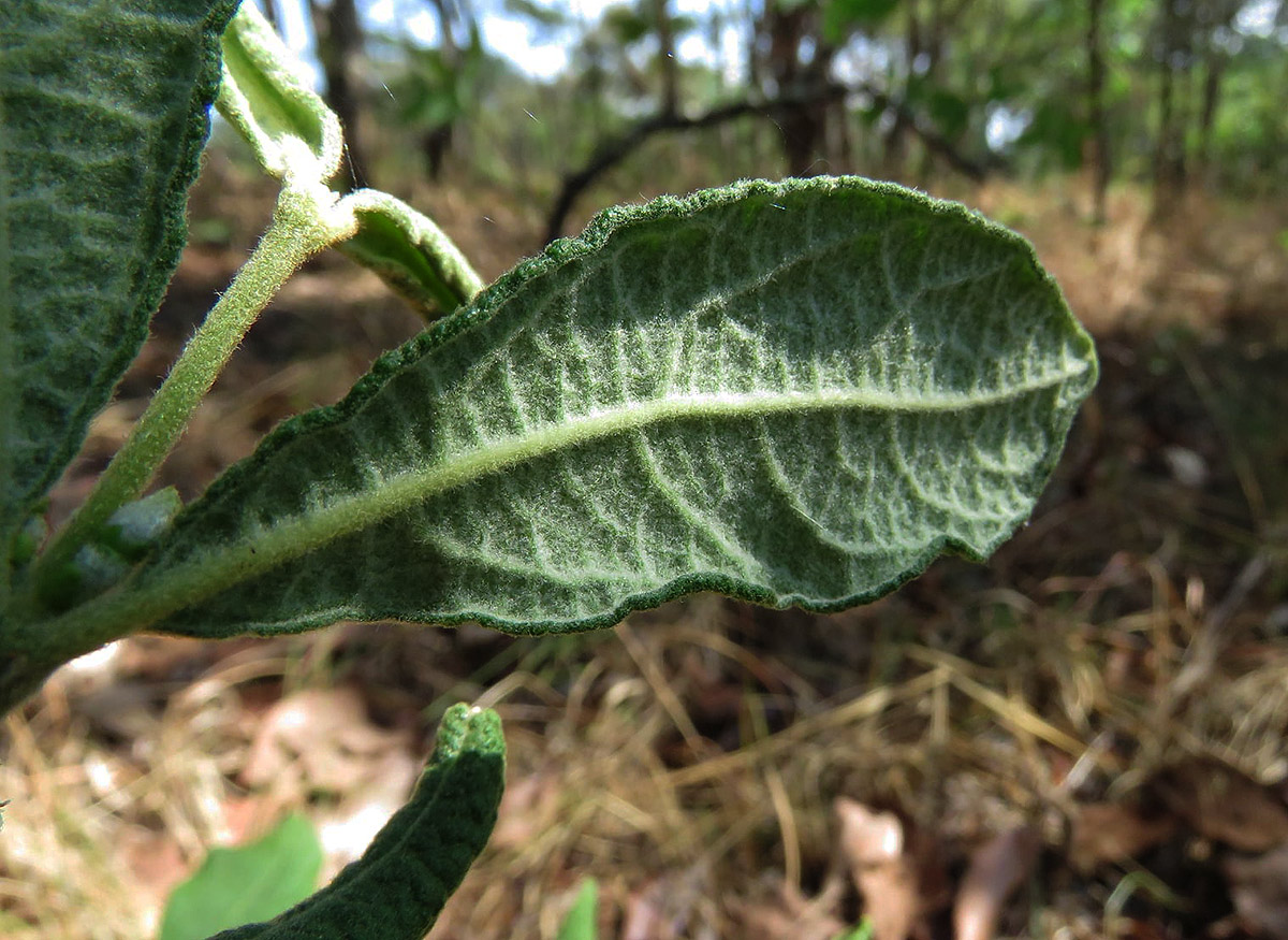 Fadogiella stigmatoloba