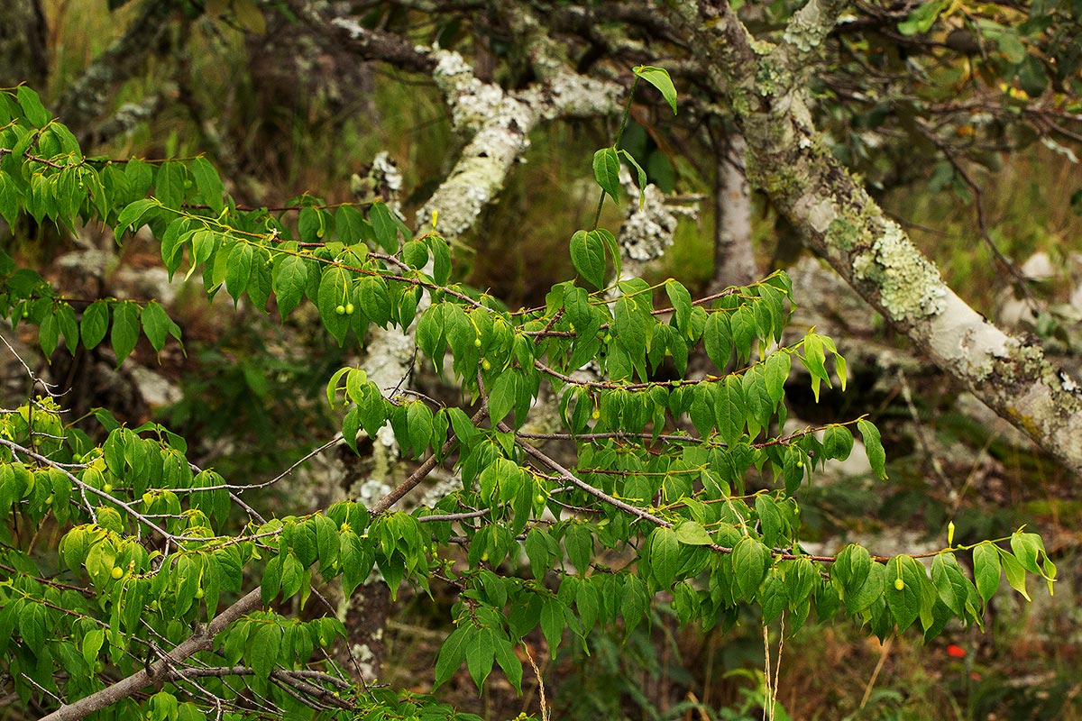Rytigynia monantha var. monantha