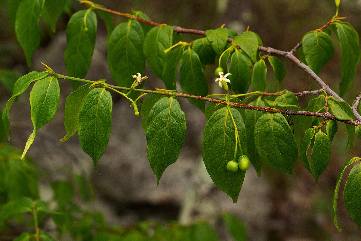 Rytigynia monantha var. monantha Rytigynia monantha var. monantha