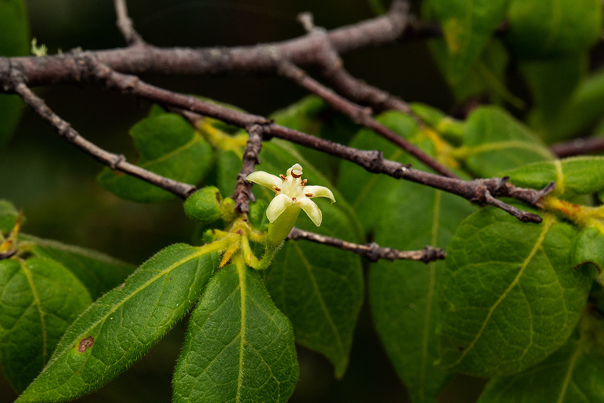 Rytigynia monantha var. monantha