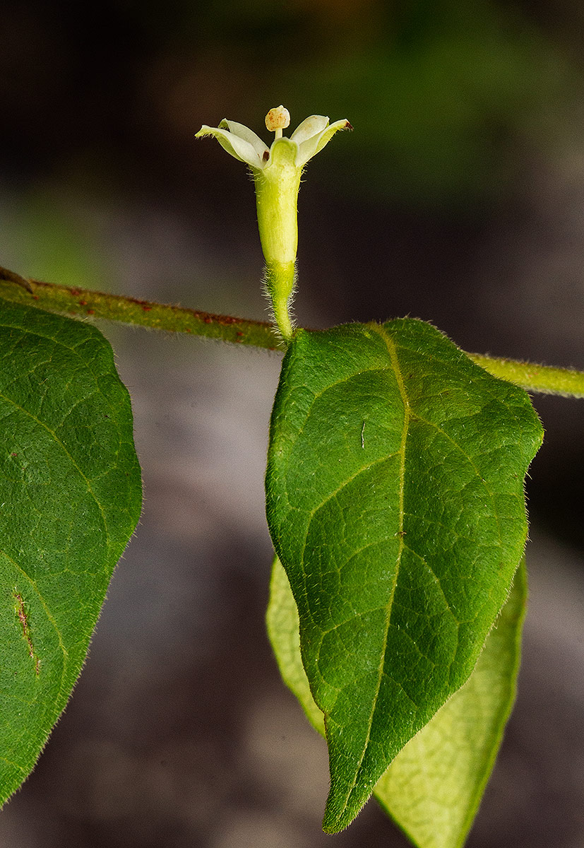 Rytigynia monantha var. monantha