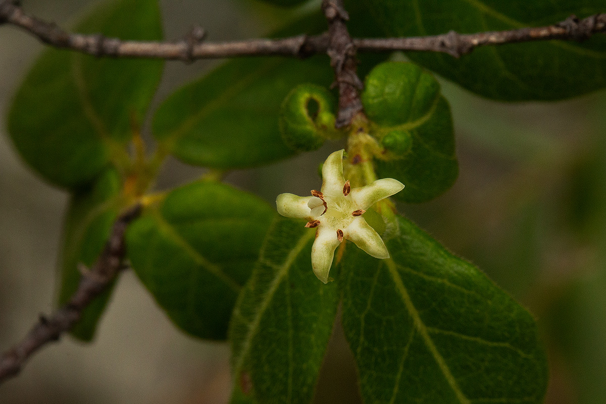 Rytigynia monantha var. monantha Rytigynia monantha var. monantha