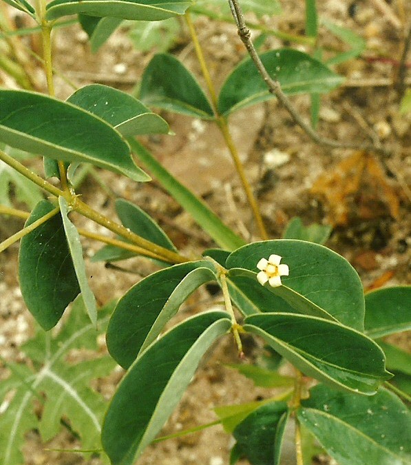 Rytigynia orbicularis