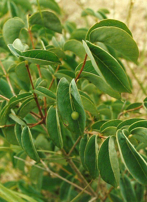 Rytigynia orbicularis