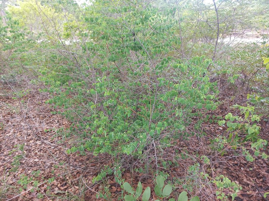 Rytigynia orbicularis