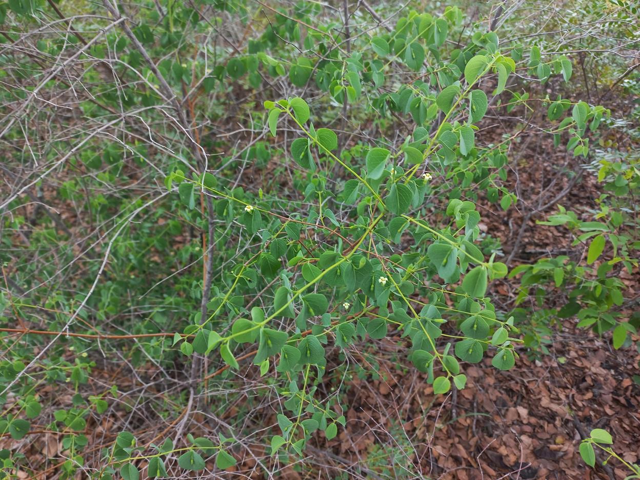 Rytigynia orbicularis