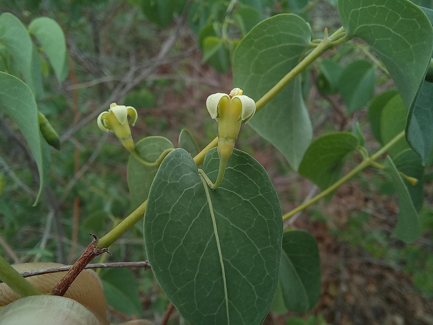 Rytigynia orbicularis