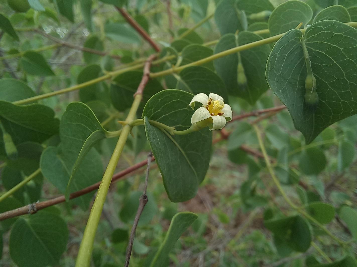 Rytigynia orbicularis