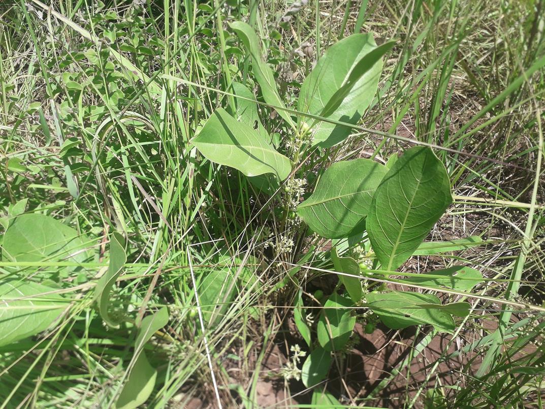 Multidentia concrescens
