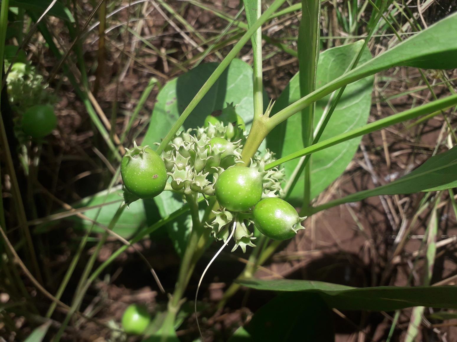 Multidentia concrescens