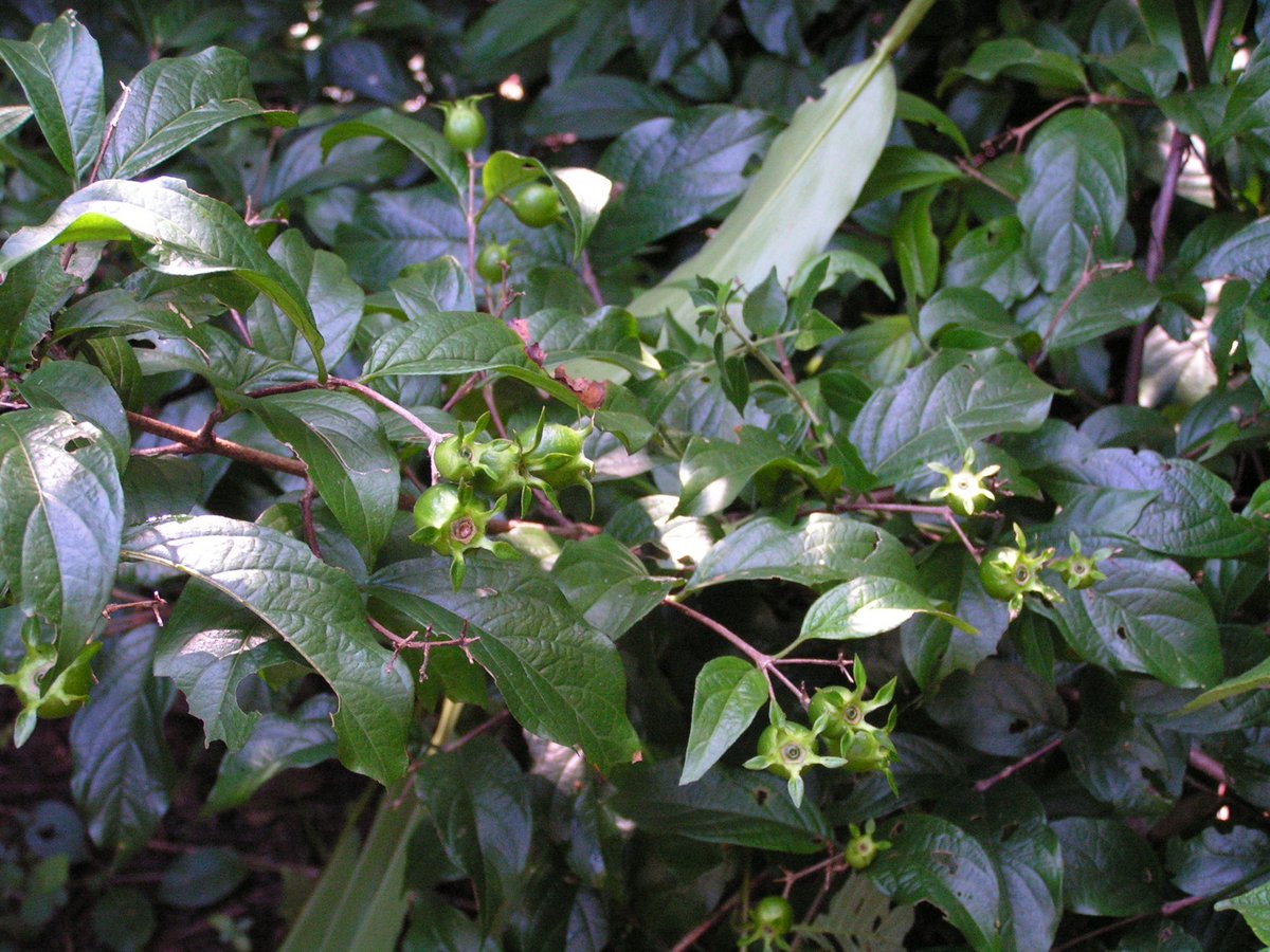 Heinsia crinita subsp. crinita