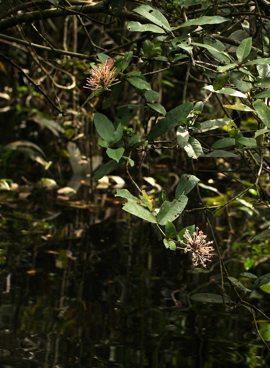 Ixora brachypoda