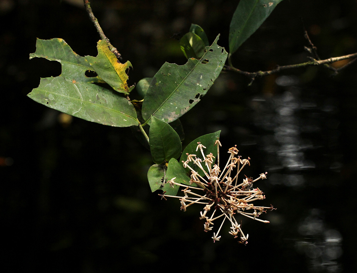 Ixora brachypoda
