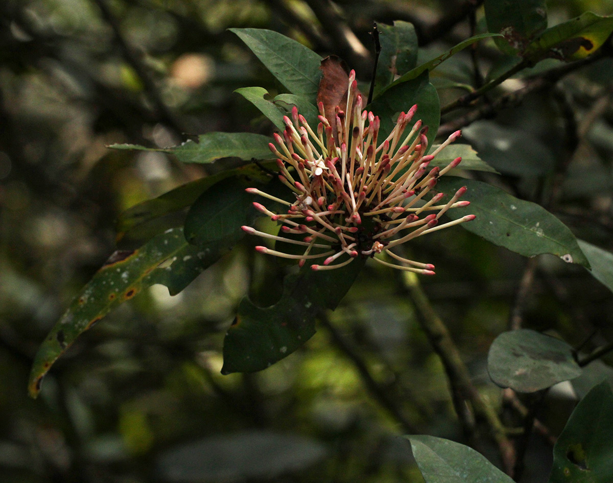 Ixora brachypoda