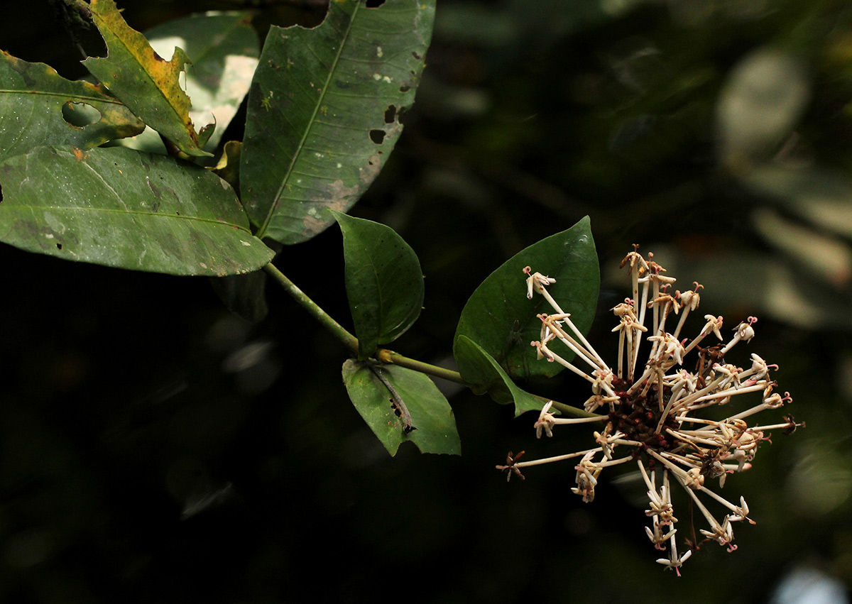 Ixora brachypoda