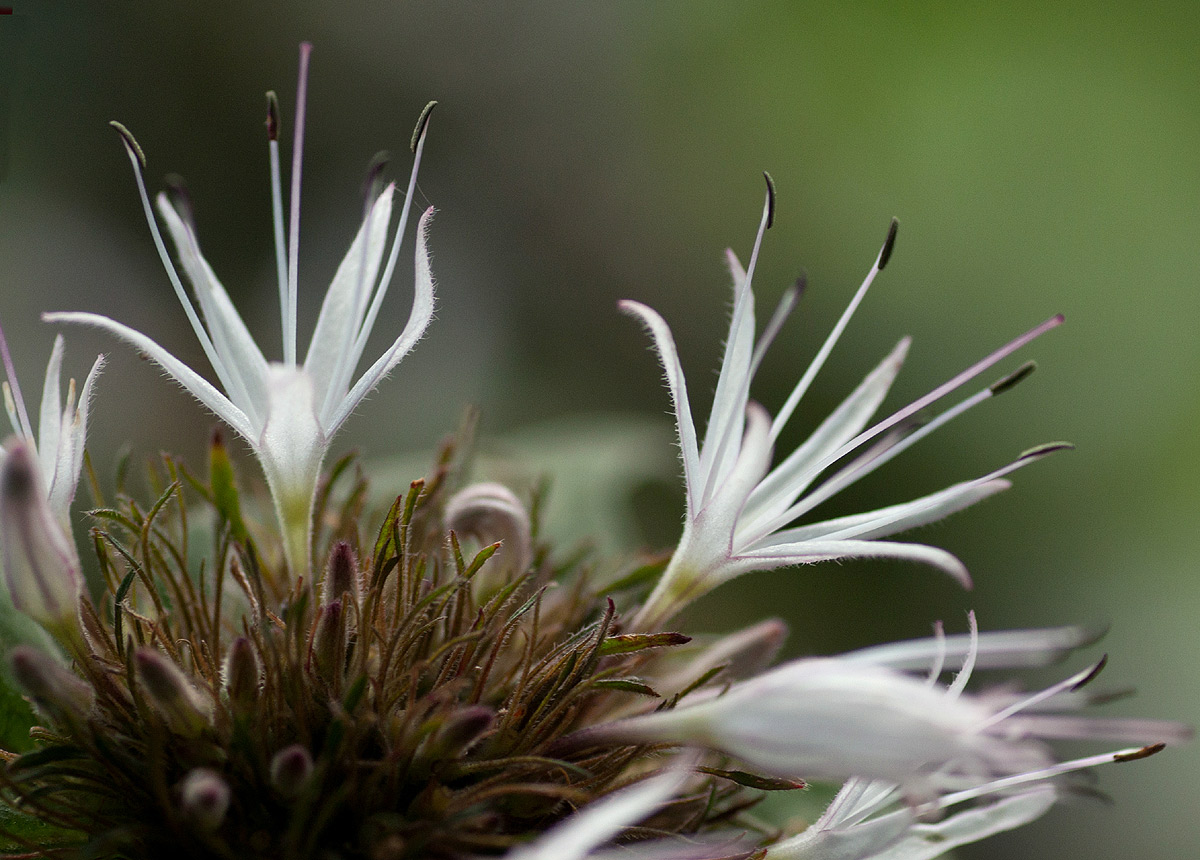 Virectaria major subsp. major
