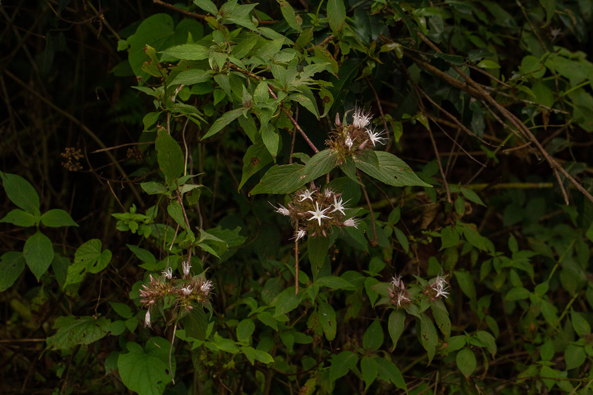Virectaria major subsp. major