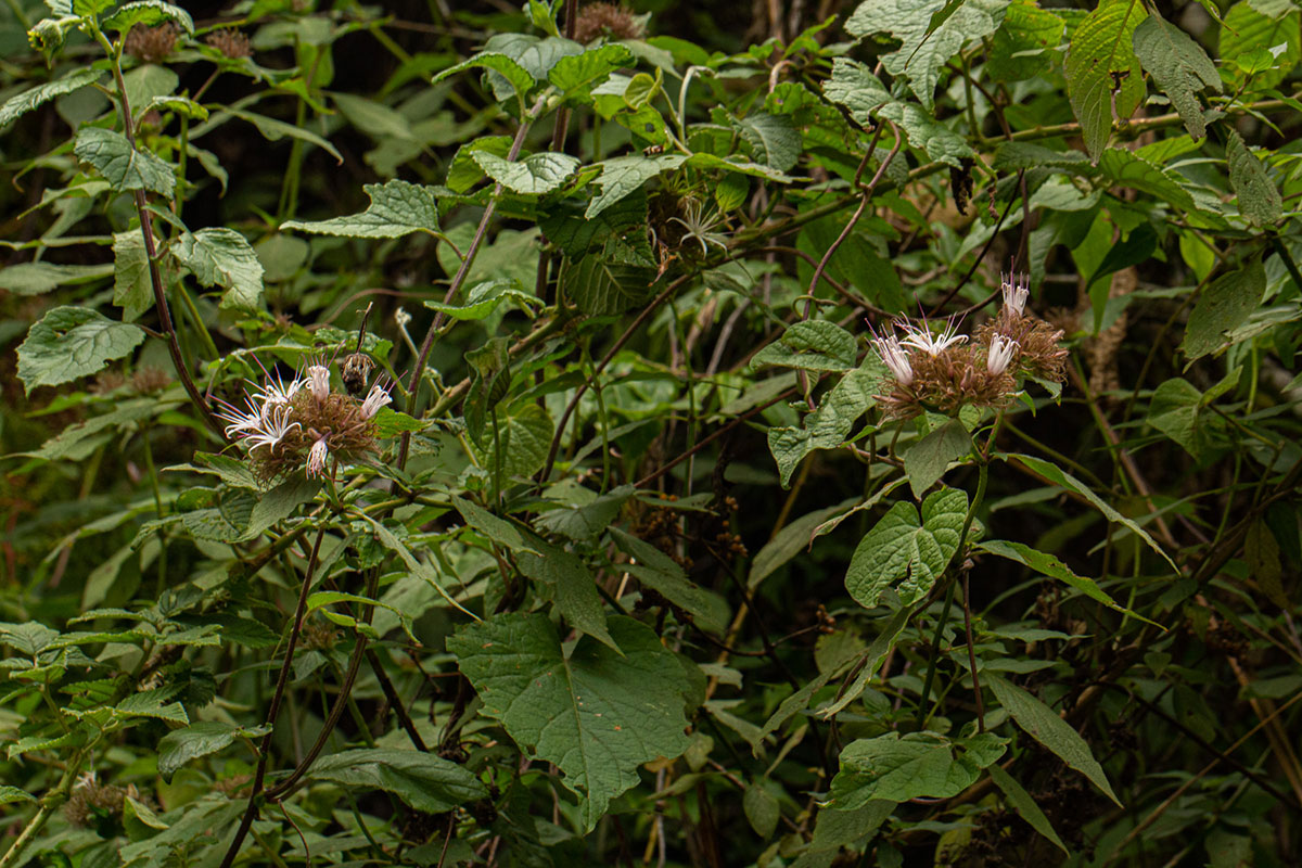 Virectaria major subsp. major