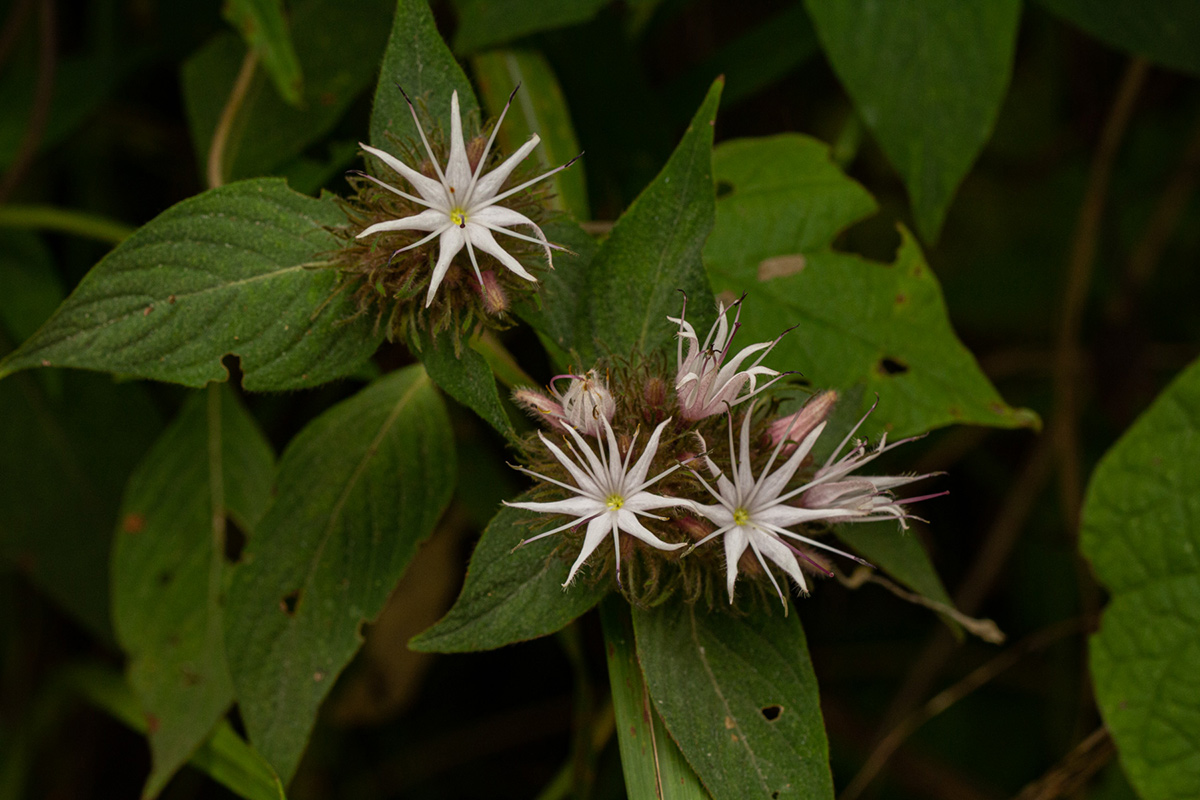 Virectaria major subsp. major