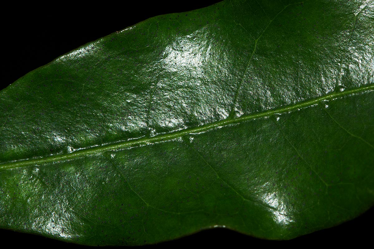 Coffea mufindiensis subsp. lundaziensis