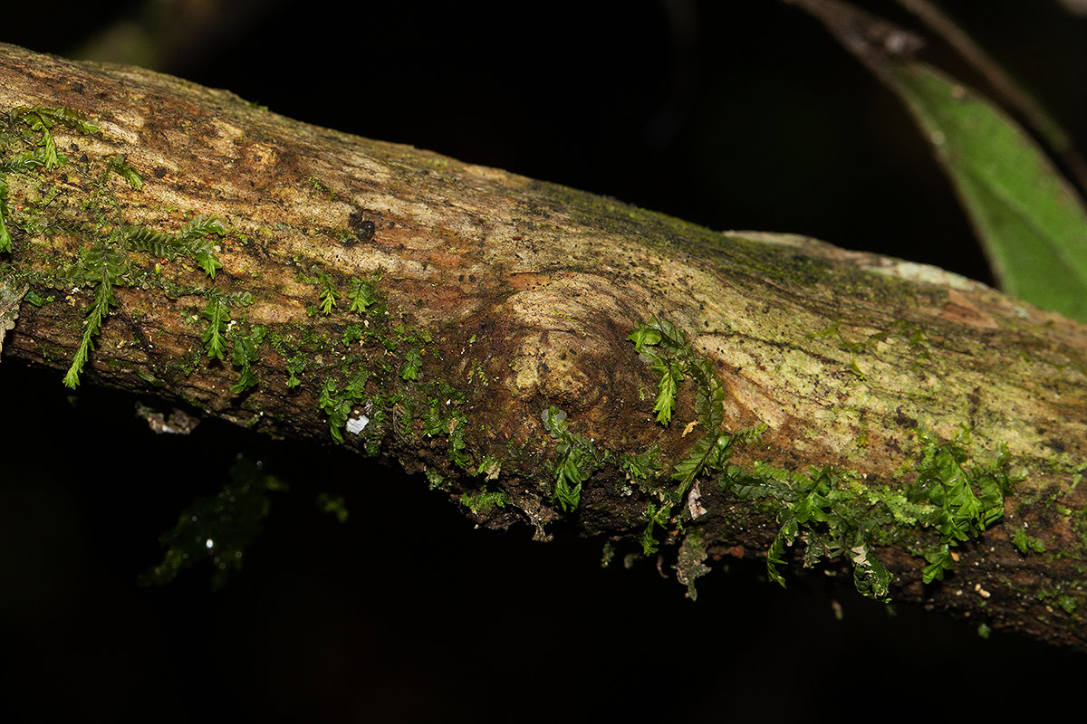 Tricalysia verdcourtiana Tricalysia verdcourtiana