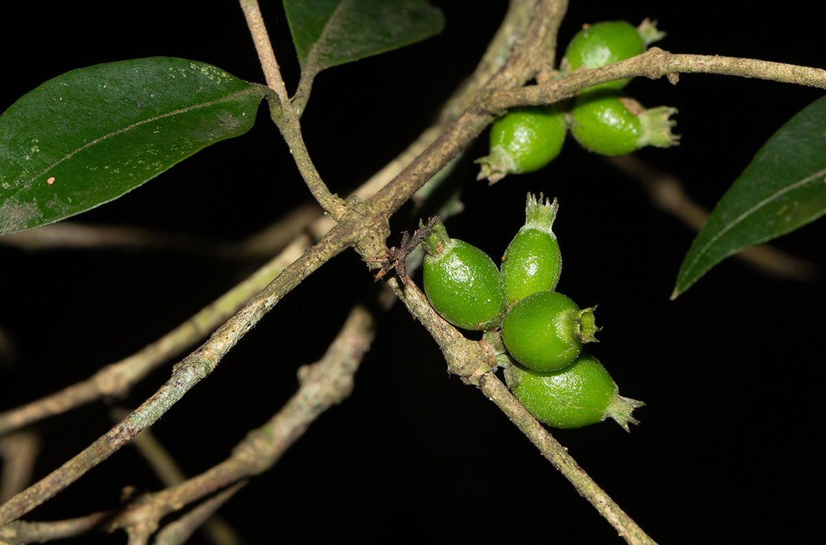 Tricalysia verdcourtiana