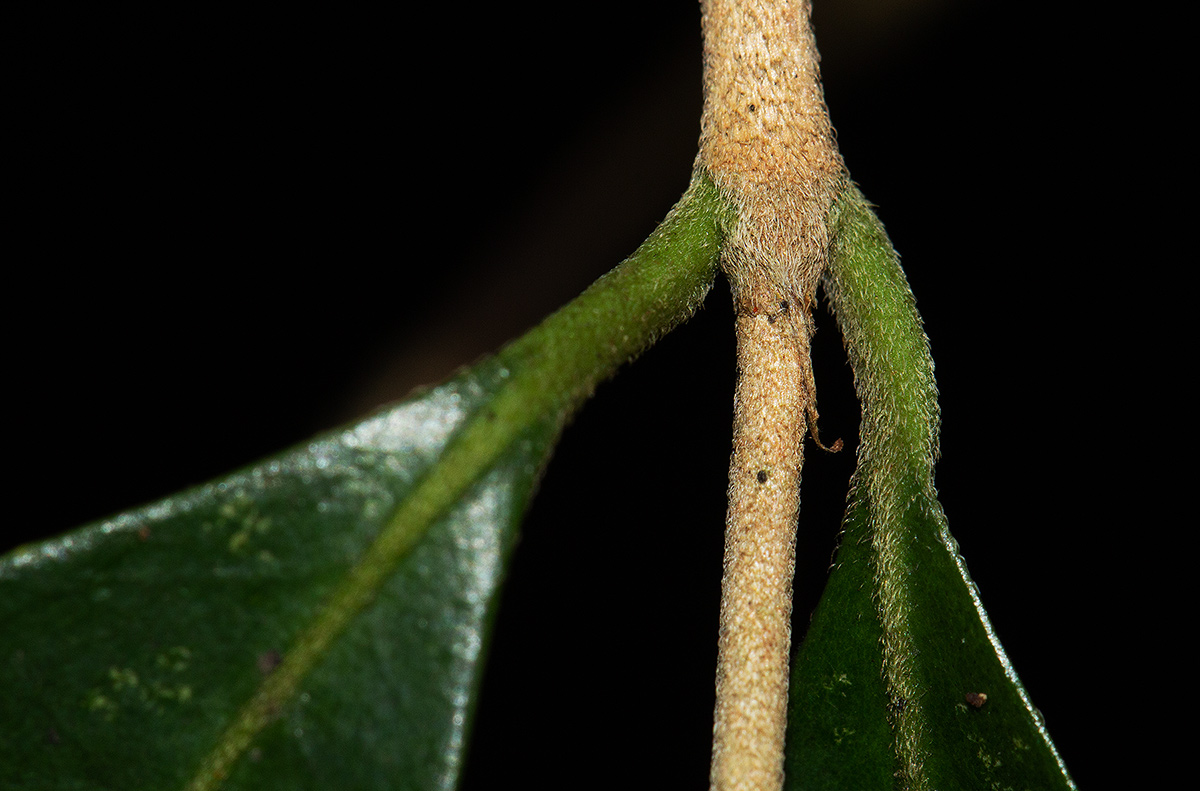 Tricalysia verdcourtiana