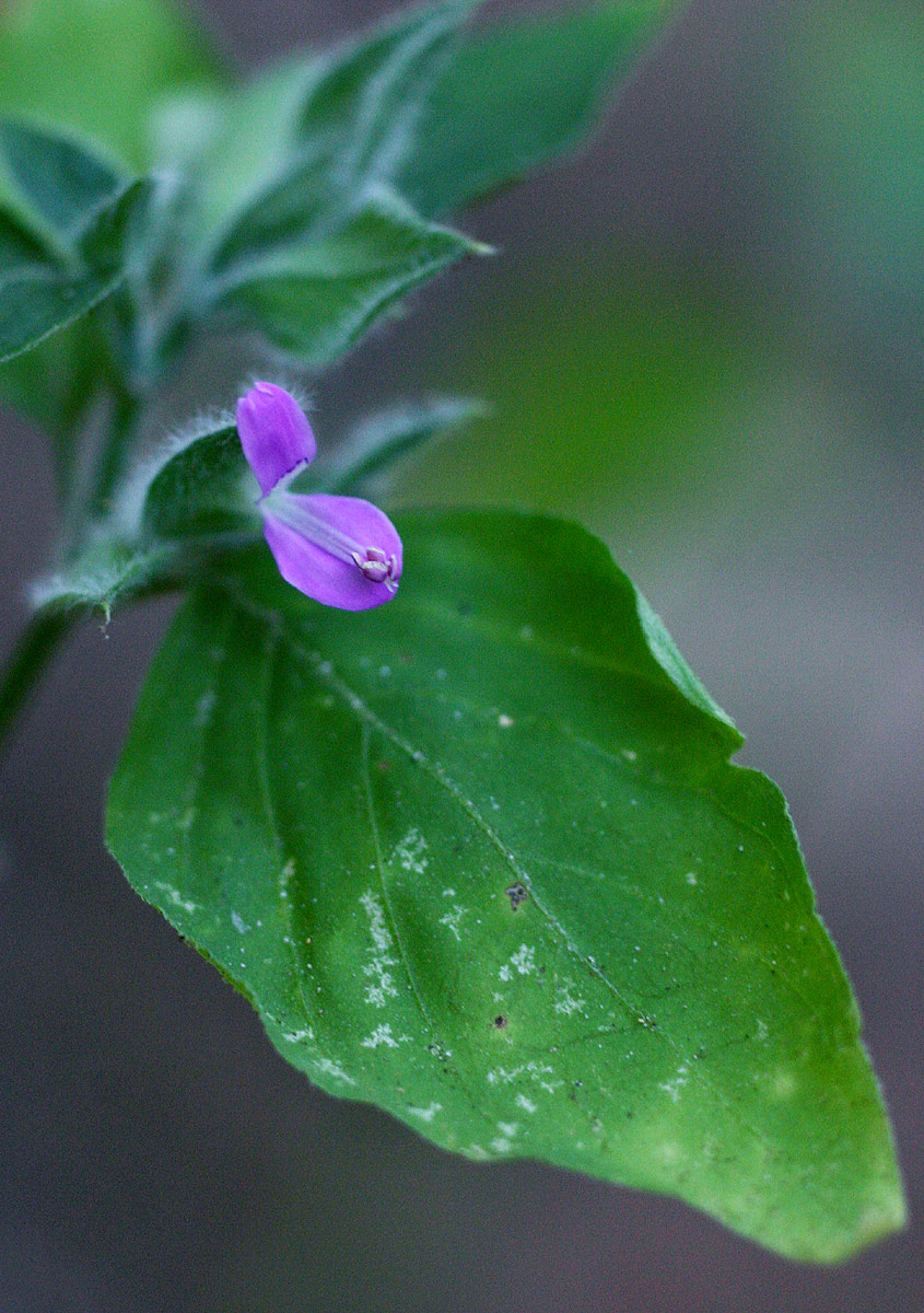 Dicliptera zambeziensis
