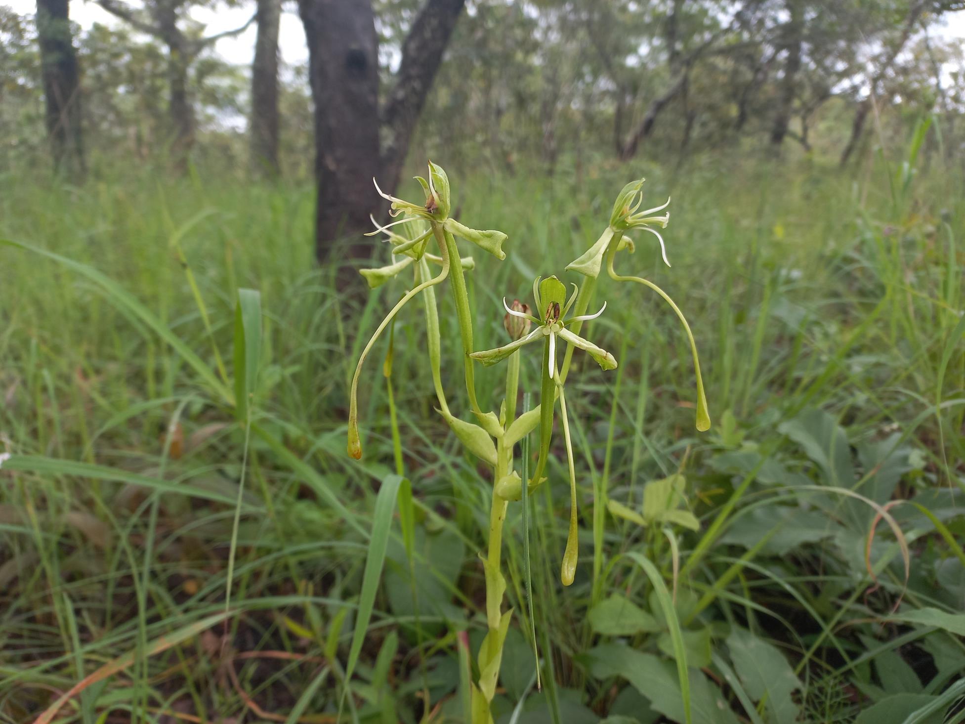 Habenaria gonatosiphon Habenaria gonatosiphon