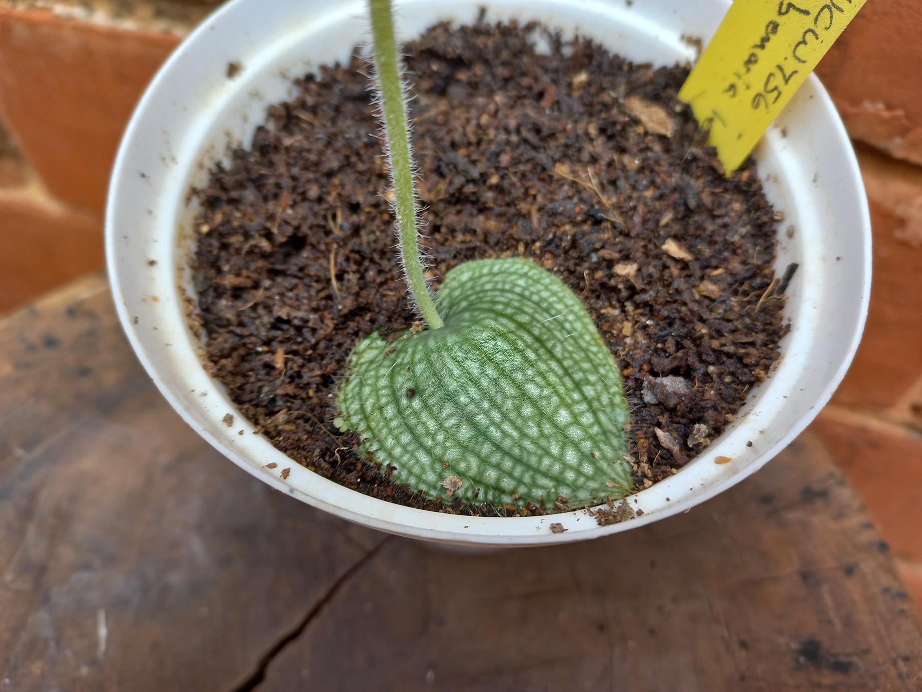 Habenaria leucotricha var. leucotricha