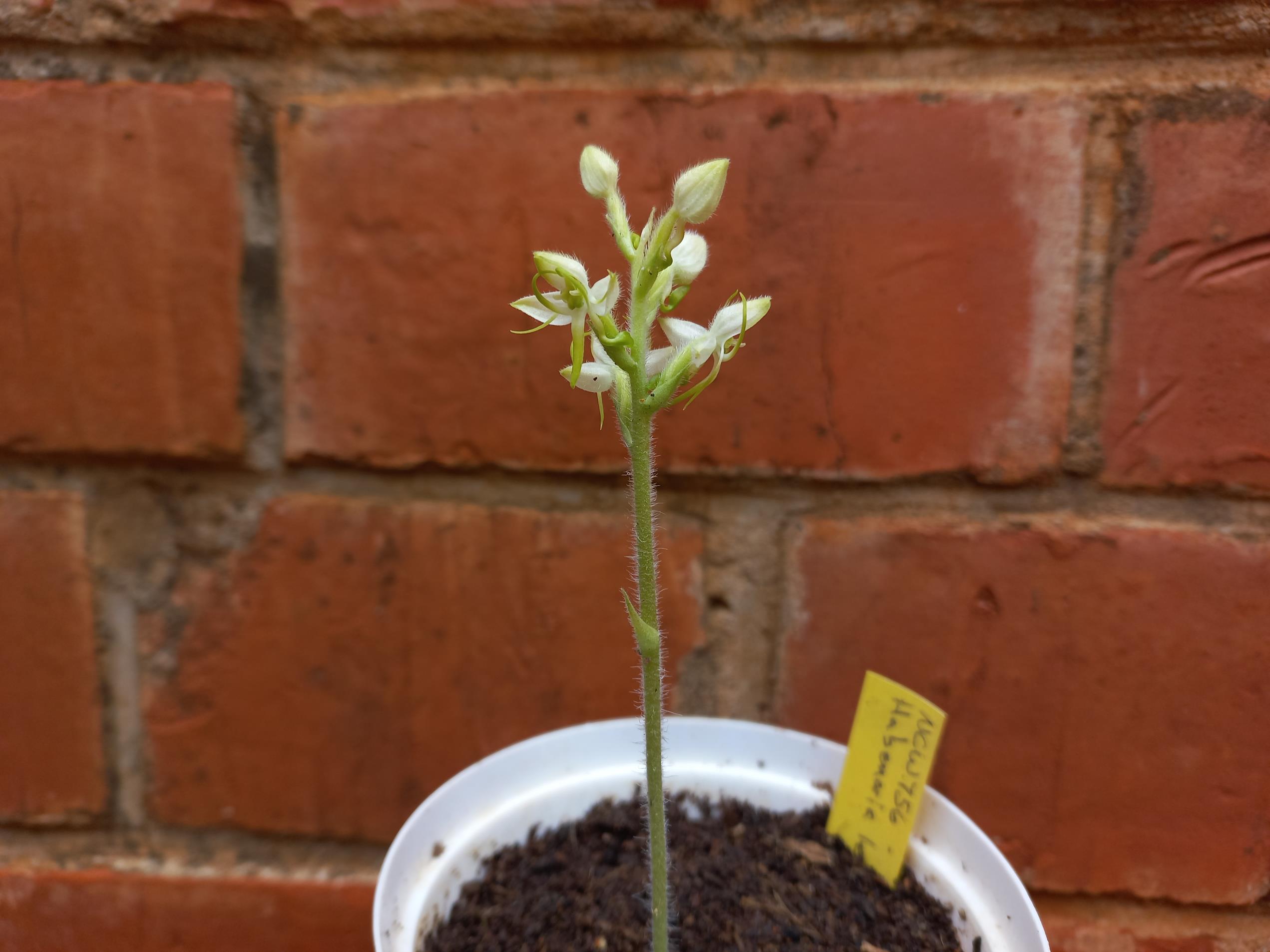 Habenaria leucotricha var. leucotricha