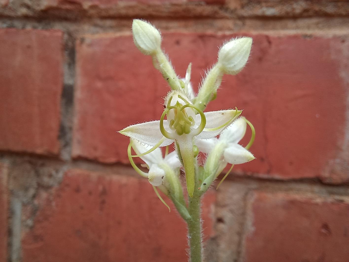 Habenaria leucotricha var. leucotricha