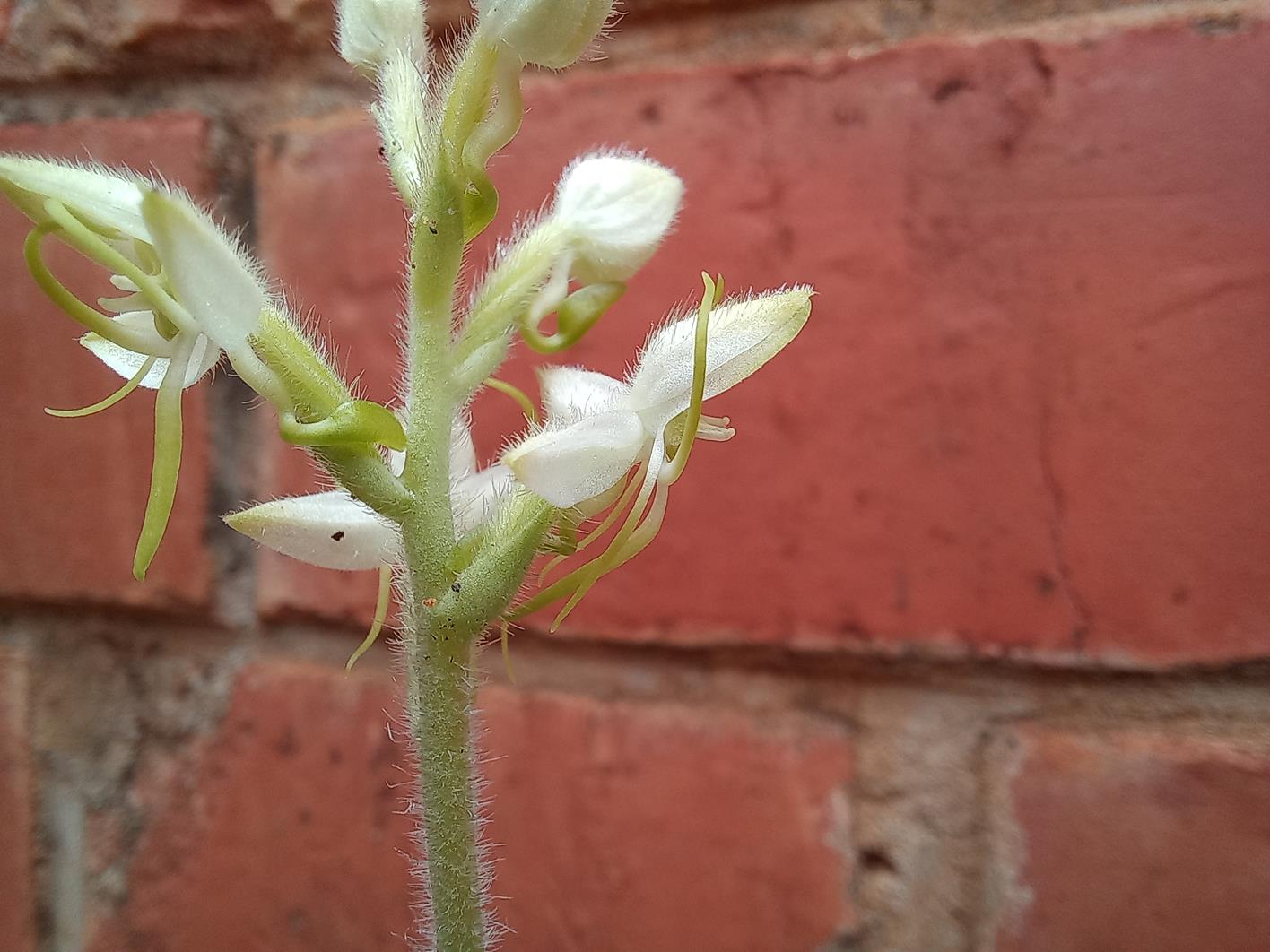 Habenaria leucotricha var. leucotricha