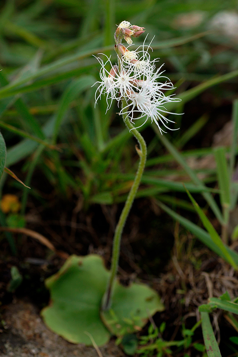 Holothrix longiflora