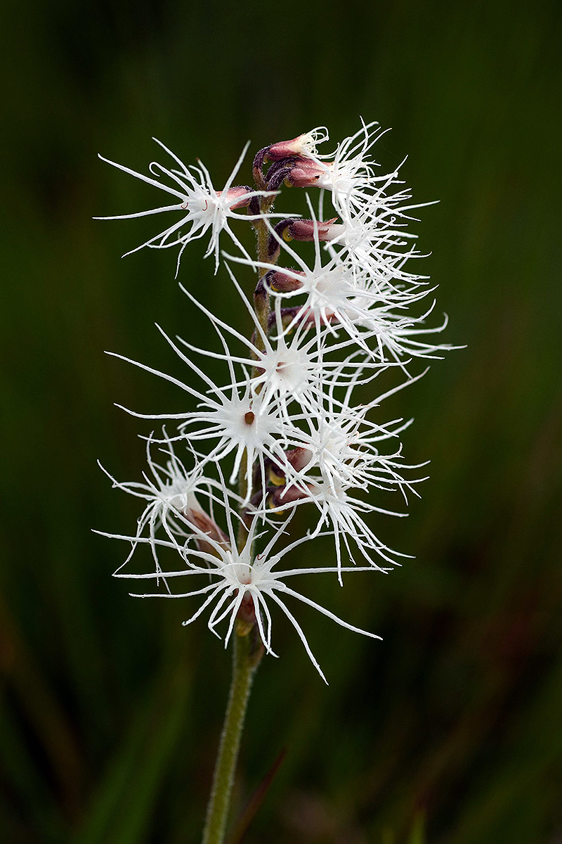 Holothrix longiflora