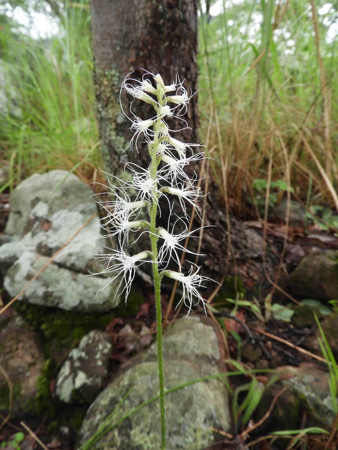 Holothrix longiflora
