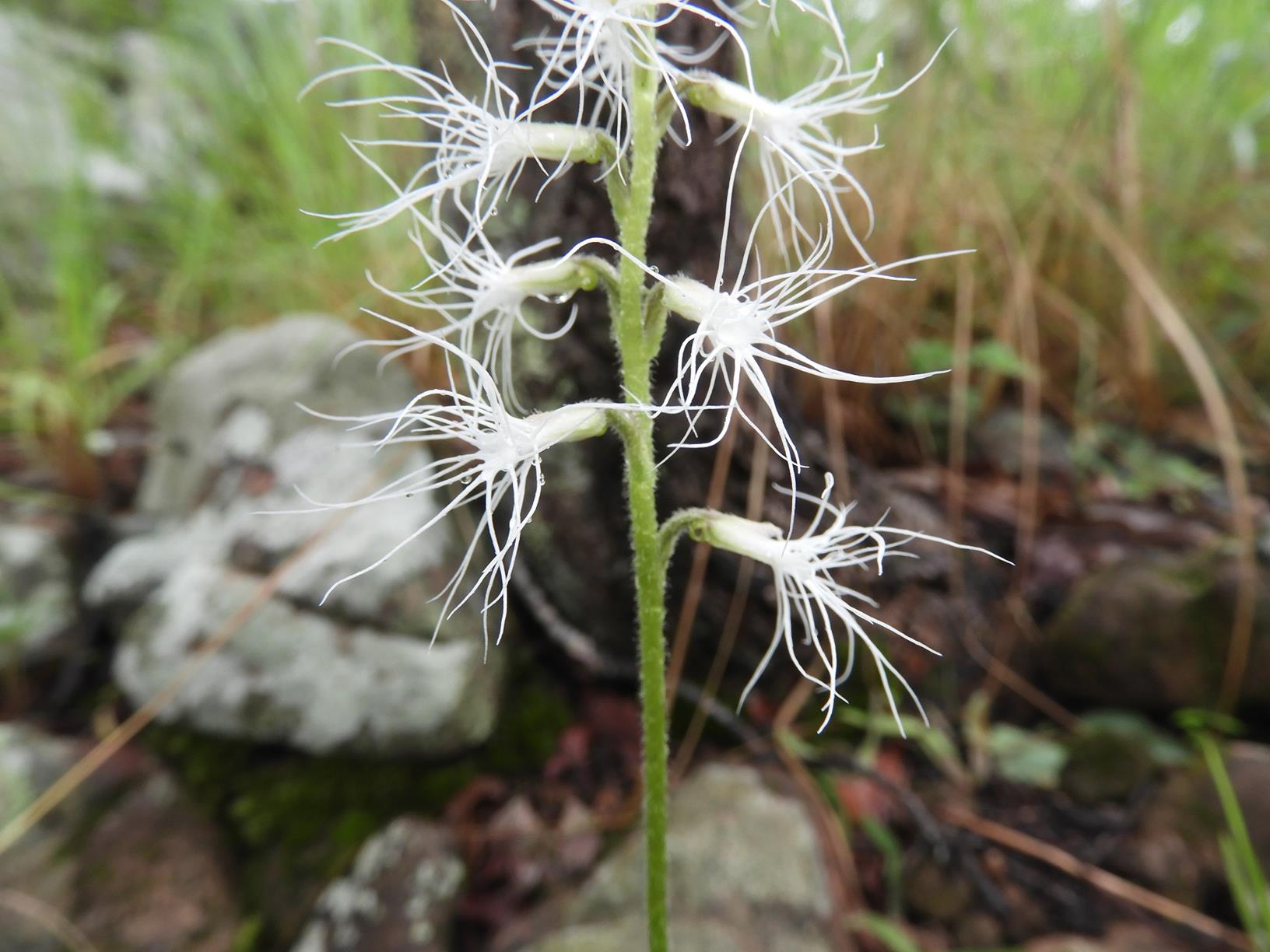 Holothrix longiflora