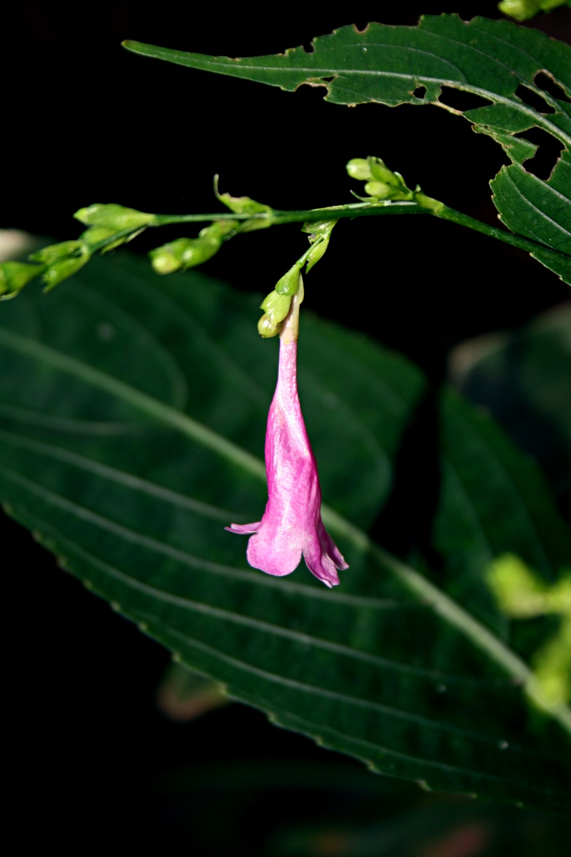 Strobilanthes hamiltoniana