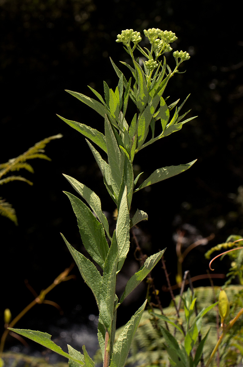 Microglossa pyrrhopappa